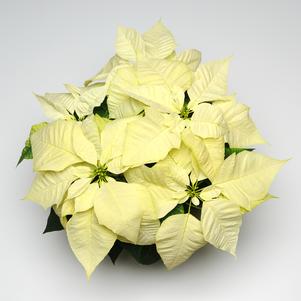 Poinsettia euphorbia pulcherrima 'Christmas Feelings White'