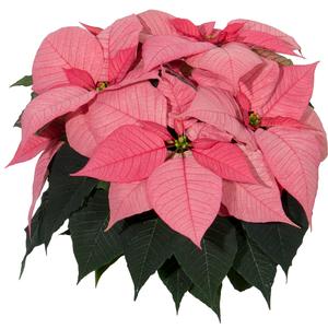 Poinsettia euphorbia pulcherrima 'Christmas Glory Pink'
