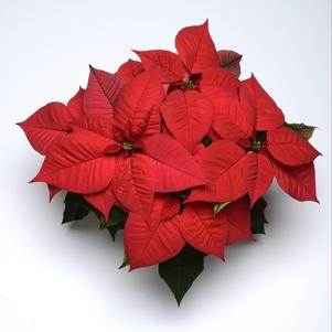 Poinsettia euphorbia pulcherrima 'Christmas Glory Red'