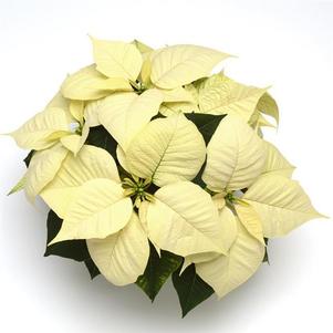 Poinsettia euphorbia pulcherrima 'Christmas Glory White'