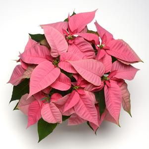 Poinsettia euphorbia pulcherrima 'Christmas Joy Pink'