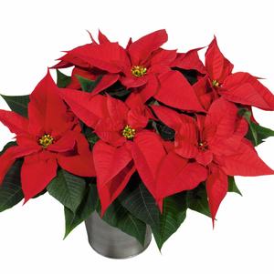 Poinsettia euphorbia pulcherrima 'Christmas Joy Red'