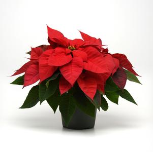 Poinsettia euphorbia pulcherrima 'Christmas Magic Red'