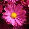 Mum Chrysanthemum X Morifolium 'Alisha Dark Pink'