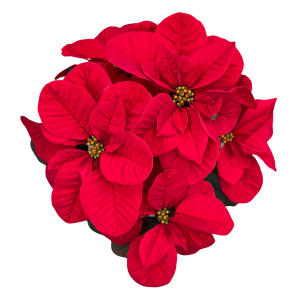 Poinsettia euphorbia pulcherrima 'Christmas Mouse Red'