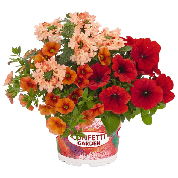 Confetti Garden 'Bel Air Red'