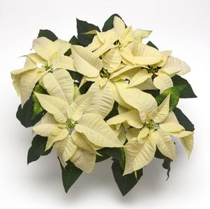 Poinsettia euphorbia pulcherrima 'Christmas Season White'