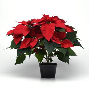 Poinsettia euphorbia pulcherrima 'Christmas Tradition Red'