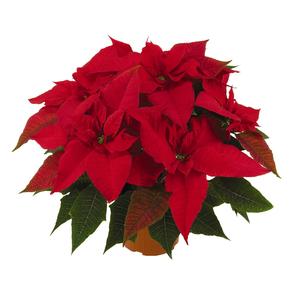 Poinsettia euphorbia pulcherrima 'Classic Red'