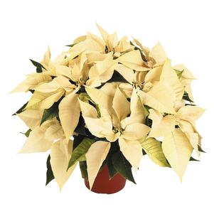 Poinsettia euphorbia pulcherrima 'Classic White'