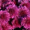 Mum Chrysanthemum X Morifolium 'Regal Cheryl Purple'