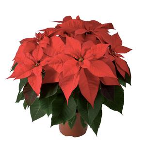 Poinsettia euphorbia pulcherrima 'Desiderio Red'