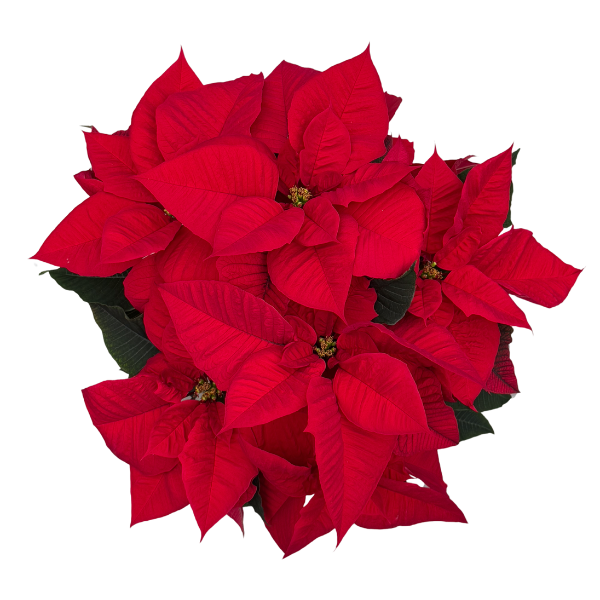 Poinsettia euphorbia pulcherrima 'Draco Red'