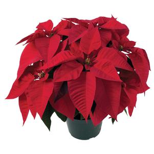 Poinsettia euphorbia pulcherrima 'Early Orion Red'