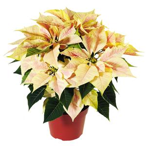 Poinsettia euphorbia pulcherrima 'Enduring Marble'