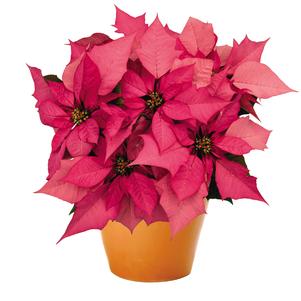 Poinsettia euphorbia pulcherrima 'Enduring Pink'