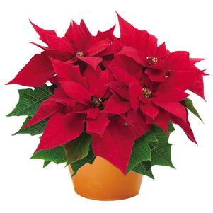 Poinsettia euphorbia pulcherrima 'Enduring Red'