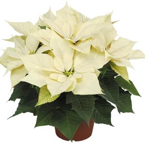 Poinsettia euphorbia pulcherrima 'Enduring White'