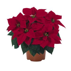 Poinsettia euphorbia pulcherrima 'Euro Glory Red'