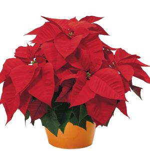 Poinsettia euphorbia pulcherrima 'Freedom Early Red'