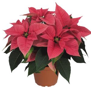 Poinsettia euphorbia pulcherrima 'Freedom Pink'