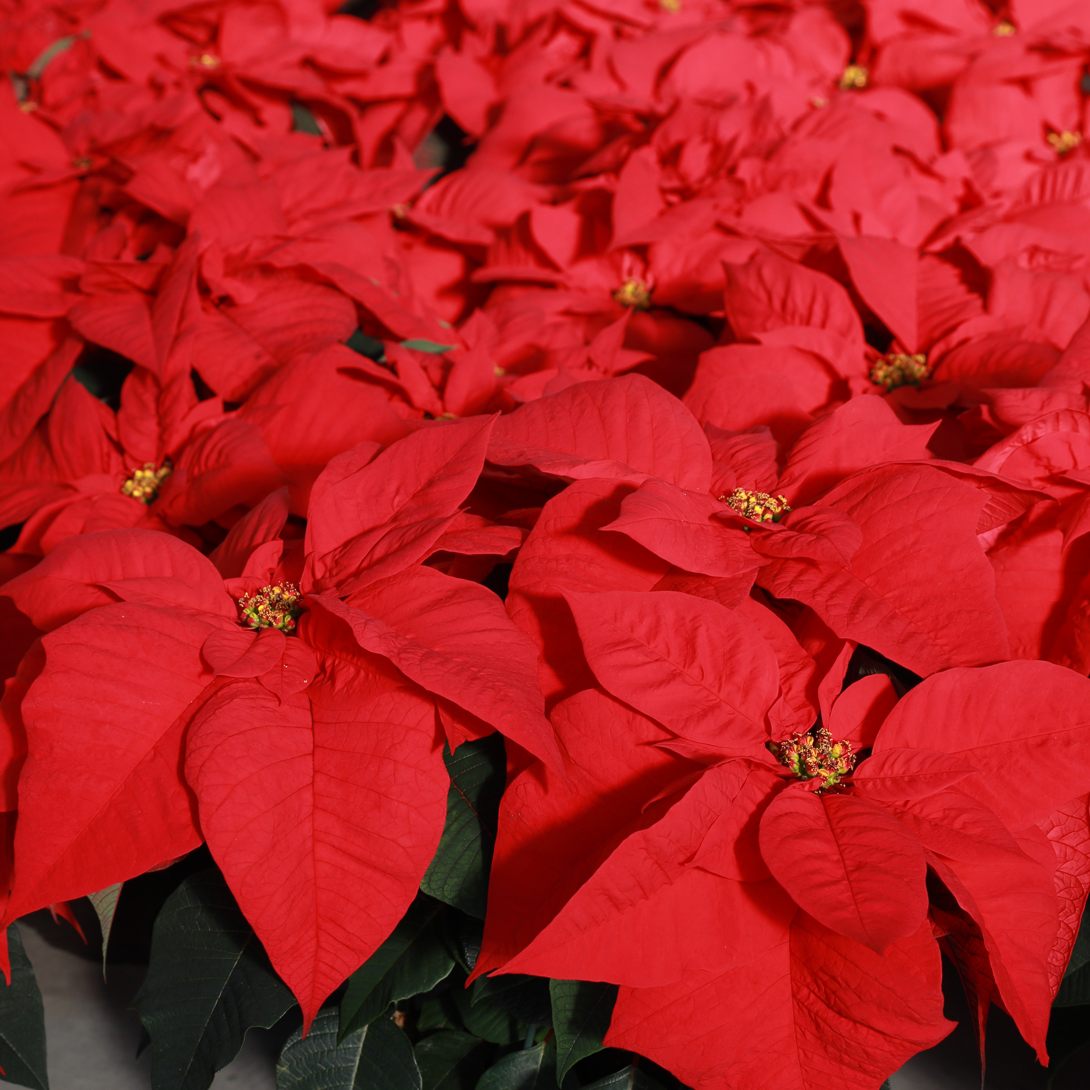 Poinsettia euphorbia pulcherrima 'Freedom Red'