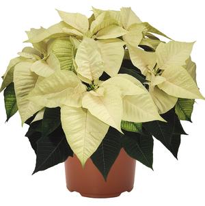 Poinsettia euphorbia pulcherrima 'Freedom White'