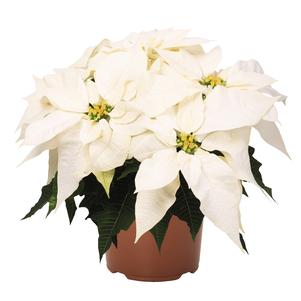 Poinsettia euphorbia pulcherrima 'Frozen White'