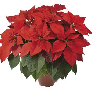 Poinsettia euphorbia pulcherrima 'Futura Brilliant Red'