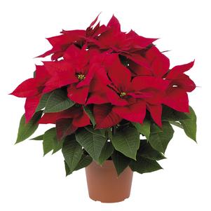 Poinsettia euphorbia pulcherrima 'Futura Red'