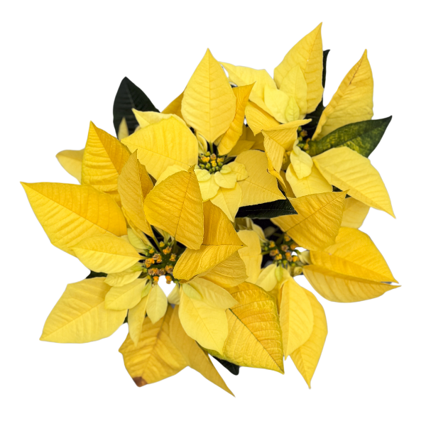 Poinsettia euphorbia pulcherrima 'Golden Glo'