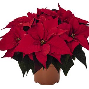 Poinsettia euphorbia pulcherrima 'Grande Italia'