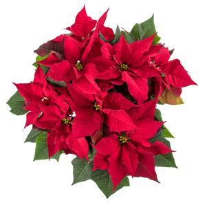 Poinsettia euphorbia pulcherrima 'Hera Red'