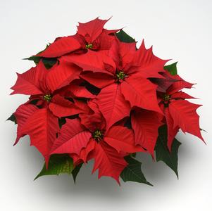 Poinsettia euphorbia pulcherrima 'Holly Berry Red'