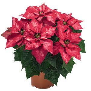 Poinsettia euphorbia pulcherrima 'Ice Punch'