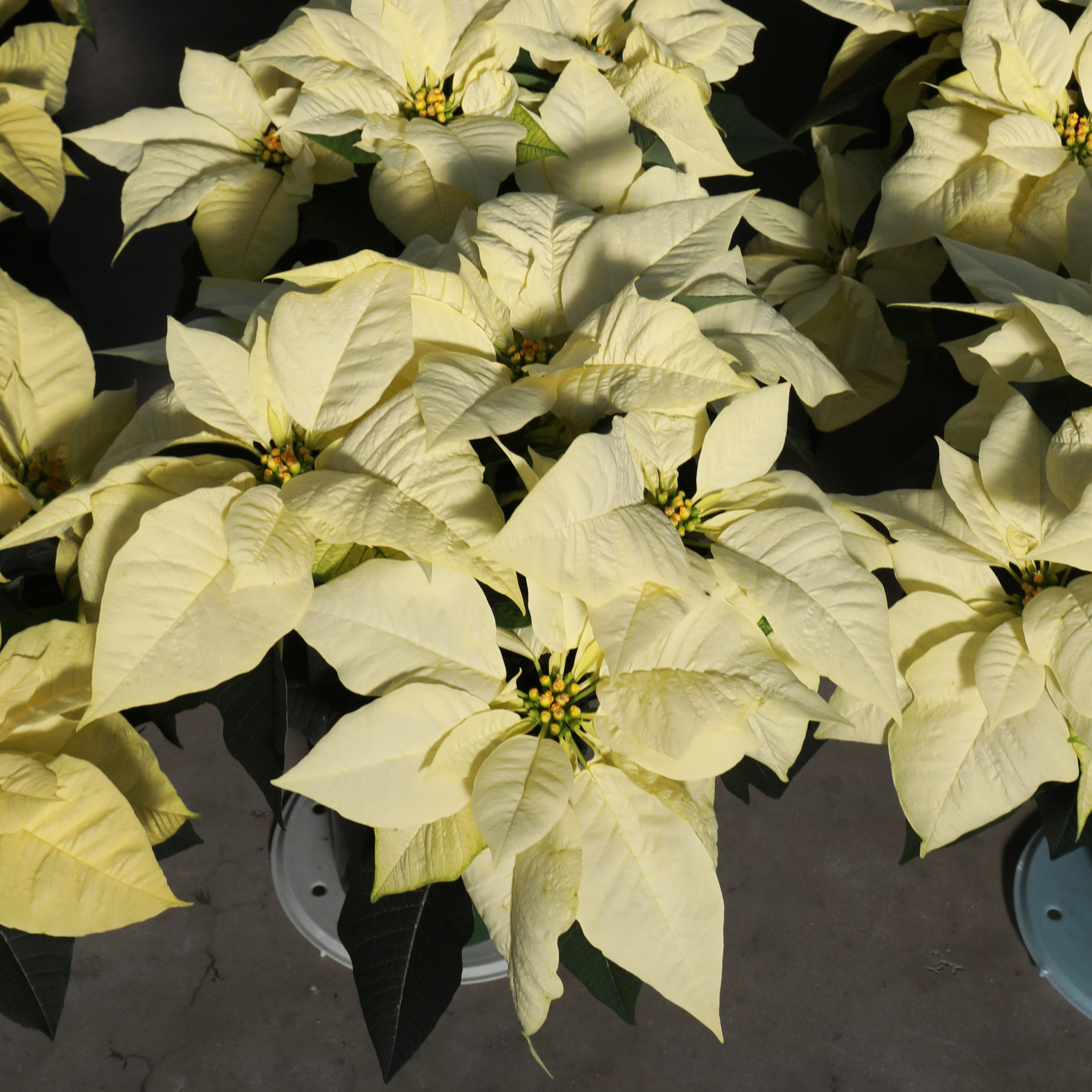 Poinsettia euphorbia pulcherrima 'Infinity Polar'