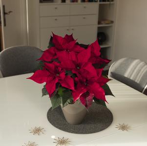 Poinsettia euphorbia pulcherrima 'Infinity Red'