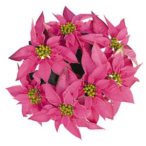 Poinsettia euphorbia pulcherrima 'J'Adore Hot Pink'