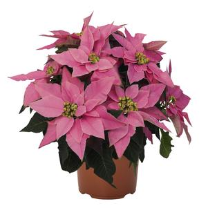 Poinsettia euphorbia pulcherrima 'J'Adore Pink'