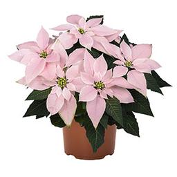 Poinsettia euphorbia pulcherrima 'J'Adore Soft Pink'