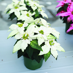 Poinsettia euphorbia pulcherrima 'J'Adore White Pearl'