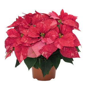 Poinsettia euphorbia pulcherrima 'Jubilee Jingle Bells'