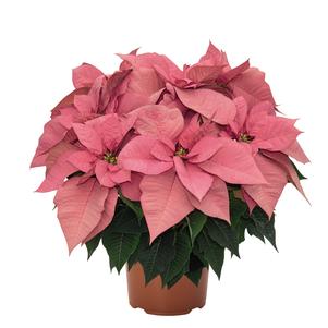 Poinsettia euphorbia pulcherrima 'Jubilee Pink'