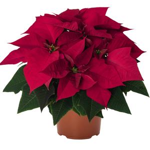 Christmas Flower