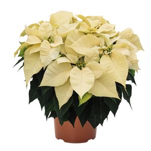 Poinsettia euphorbia pulcherrima 'Jubilee White'