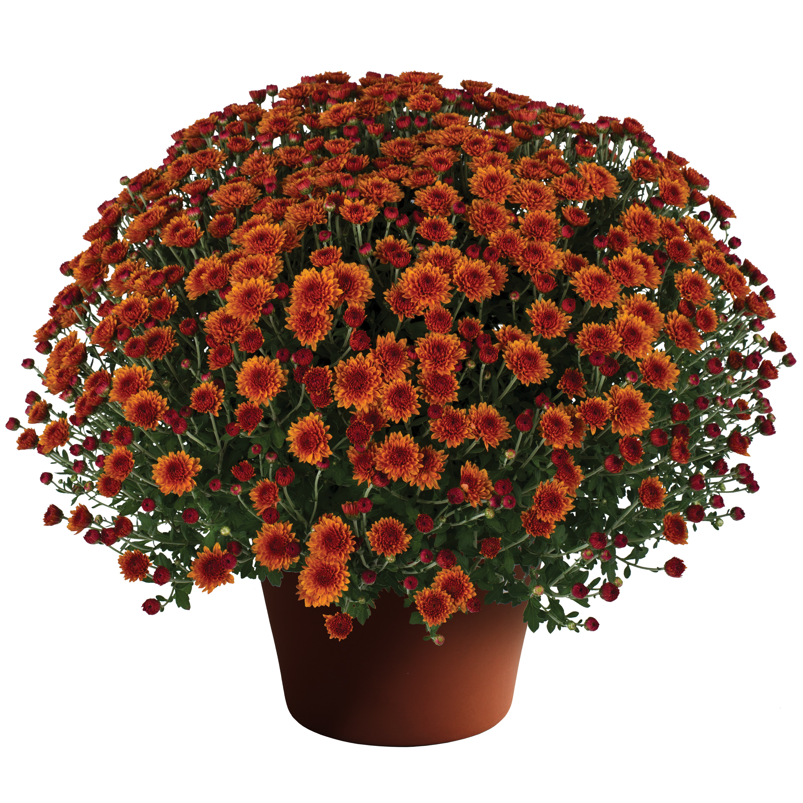 Mum chrysanthemum x morifolium 'Miranda Orange'