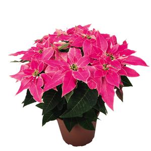 Poinsettia euphorbia pulcherrima 'Luv U Pink'