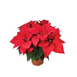 Poinsettia euphorbia pulcherrima 'Mars Early Red'