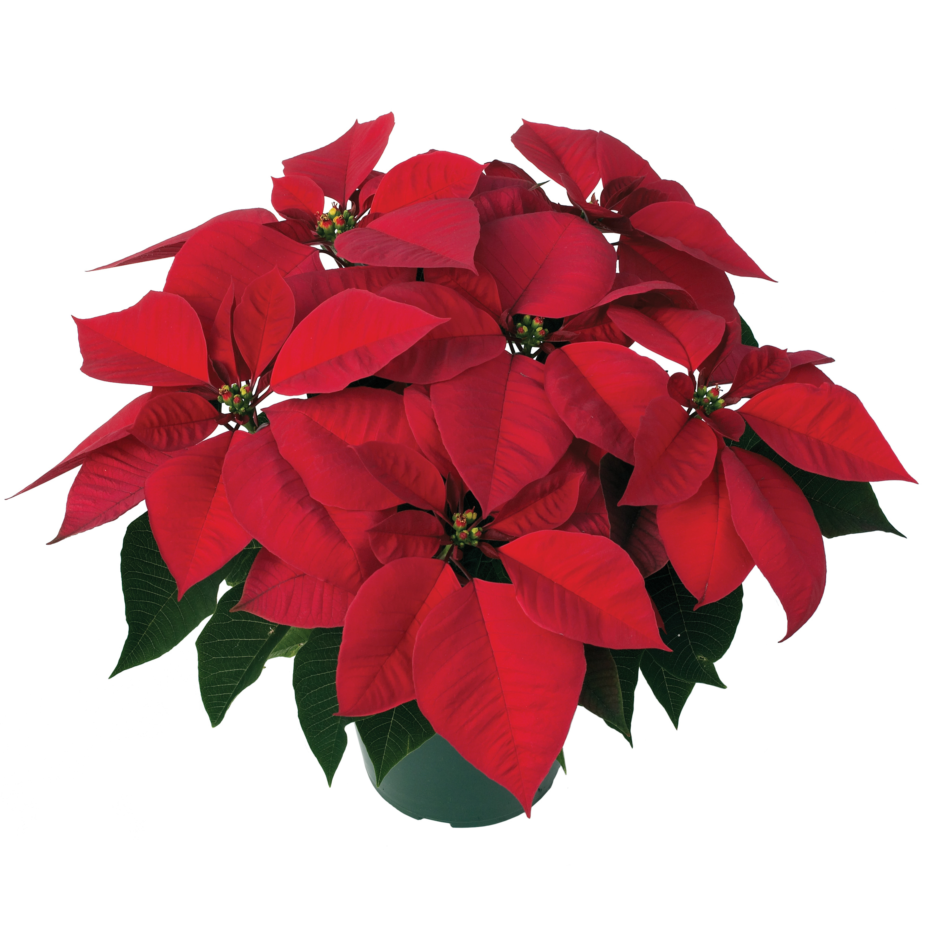 Poinsettia euphorbia pulcherrima 'Mars Red'