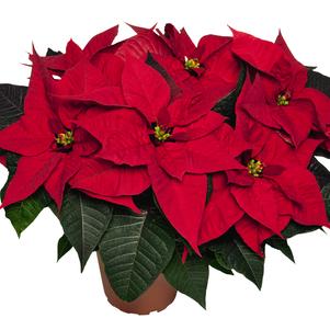 Poinsettia euphorbia pulcherrima 'Matinee Bright Red'